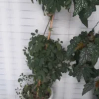 گل شلفرا|گل و گیاه طبیعی|قائم‌شهر, |دیوار