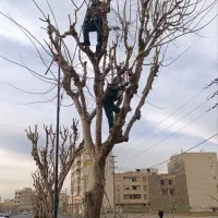 هرس درخت وگُل کاری وخرید چوب...