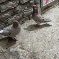 کفتر دم سفید