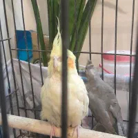 یه جفت طوطی مولد با جوجه سخنگو شش کلام|پرنده|تهران, جوادیه تهرانپارس|دیوار