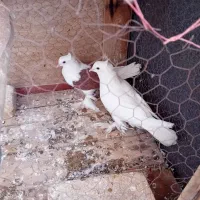 کبوتر گمشده زارچ