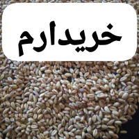 جو گندم ذرت