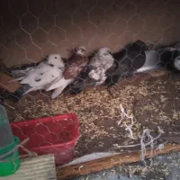 کبوتر|پرنده|اصفهان, باغ زیار|دیوار