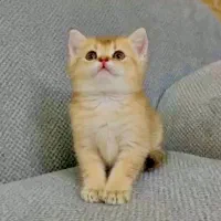 گربه هاکو
