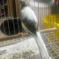 قناری نر دو ساله بخون