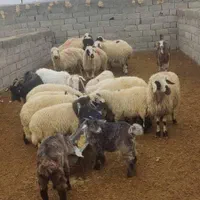 فروش انواع گوسفند زنده کهره بره چپش میش بز|حیوانات مزرعه|کرمان, |دیوار