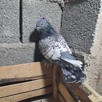 کبوتر|پرنده|ملکان, |دیوار