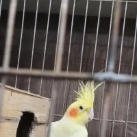 نر لوتینو|پرنده|بروجرد, |دیوار