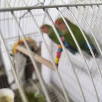 ۳عدد طوطی برزیلی|پرنده|چهاردانگه (تهران), |دیوار