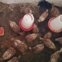 جوجه بوقلمون نژاد اصیل