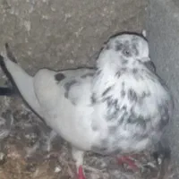 کبوتر|پرنده|رشت, عینک|دیوار