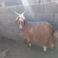 بز بره میش بره ماده|حیوانات مزرعه|مشهد, کارده|دیوار