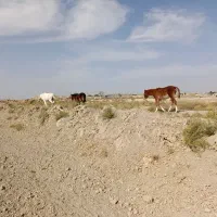 فروش چهار عدد اسب|اسب و تجهیزات اسبسواری|کربال, |دیوار