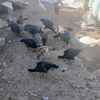مرغ خروس لاری وجه بوقلمون قوقاز