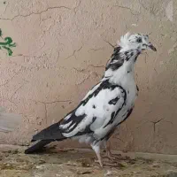کفتر