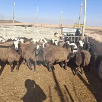 بره نر|حیوانات مزرعه|شراء, |دیوار