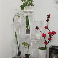 استند|کتابخانه، شلف، قفسه‌های دیواری|اهواز, کوروش|دیوار