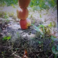 بادریز‌ زیر‌ درخت