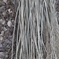 قلمه یا مومه صنوبر|خدمات باغبانی و درختکاری|شاهین دژ, |دیوار