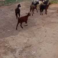 بز یکساله چاق