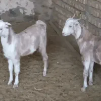 بزغاله نر|حیوانات مزرعه|کاشمر, |دیوار