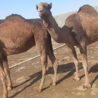 شتر ابست جوان|حیوانات مزرعه|بندر ترکمن, |دیوار