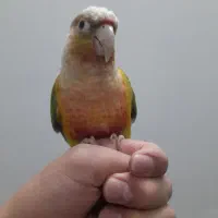 گرینچیک آناناسی سخنگو|پرنده|پاکدشت, پاکدشت (مامازند)|دیوار