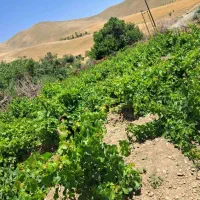 فروش-باغ