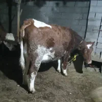 گاوهای سیمینتال قرمز