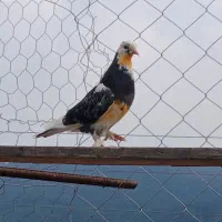 کبوتر کفتر پرشی