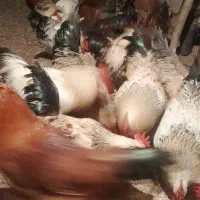 خروس طبیعی|حیوانات مزرعه|آبش احمد, |دیوار