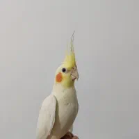 عروس هلندی نر