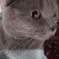 گربه اسکاتیش نر جهت جفت گیری