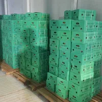 به شرط زنجبیل چینی درجه یک (فقط عمده)