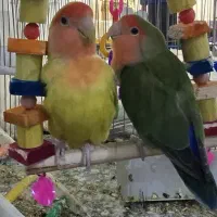 طوطی کوتوله برزیلی