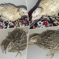 فروش 2 عدد بلدرچین
