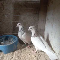 کبوتر طوقی هفت رنگ|پرنده|فردوس (خراسان), |دیوار