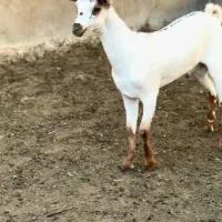 خاص و وارداتی|حیوانات مزرعه|ملایر, |دیوار