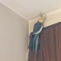 عروس هلندی|پرنده|محمدشهر, همایون ویلا|دیوار