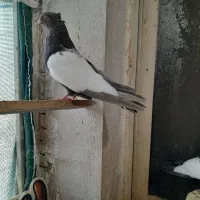 فروش سه کبوتر