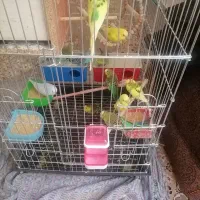 فروش مرغ عشق