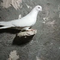 سلام عشقبازانه عزیز ۱۸عدت کفتر پرشی ب زمانت