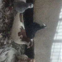 ۴ عدد کفتر نر به شرط پرش
