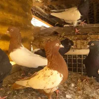 کبوتر رنگی|پرنده|تهران, دستغیب|دیوار