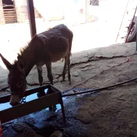 کره خر