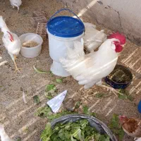 خروس طبیعی|حیوانات مزرعه|تهران, تاکسیرانی|دیوار