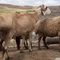قوچ|حیوانات مزرعه|تربت جام, فاز ۱ فرهنگیان|دیوار