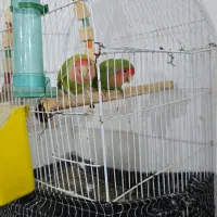 طوطی برزیلی دوکلمه صحبت میکنن