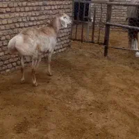 فروش یک عدد بره قوچی ناب
