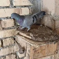 کبوتر